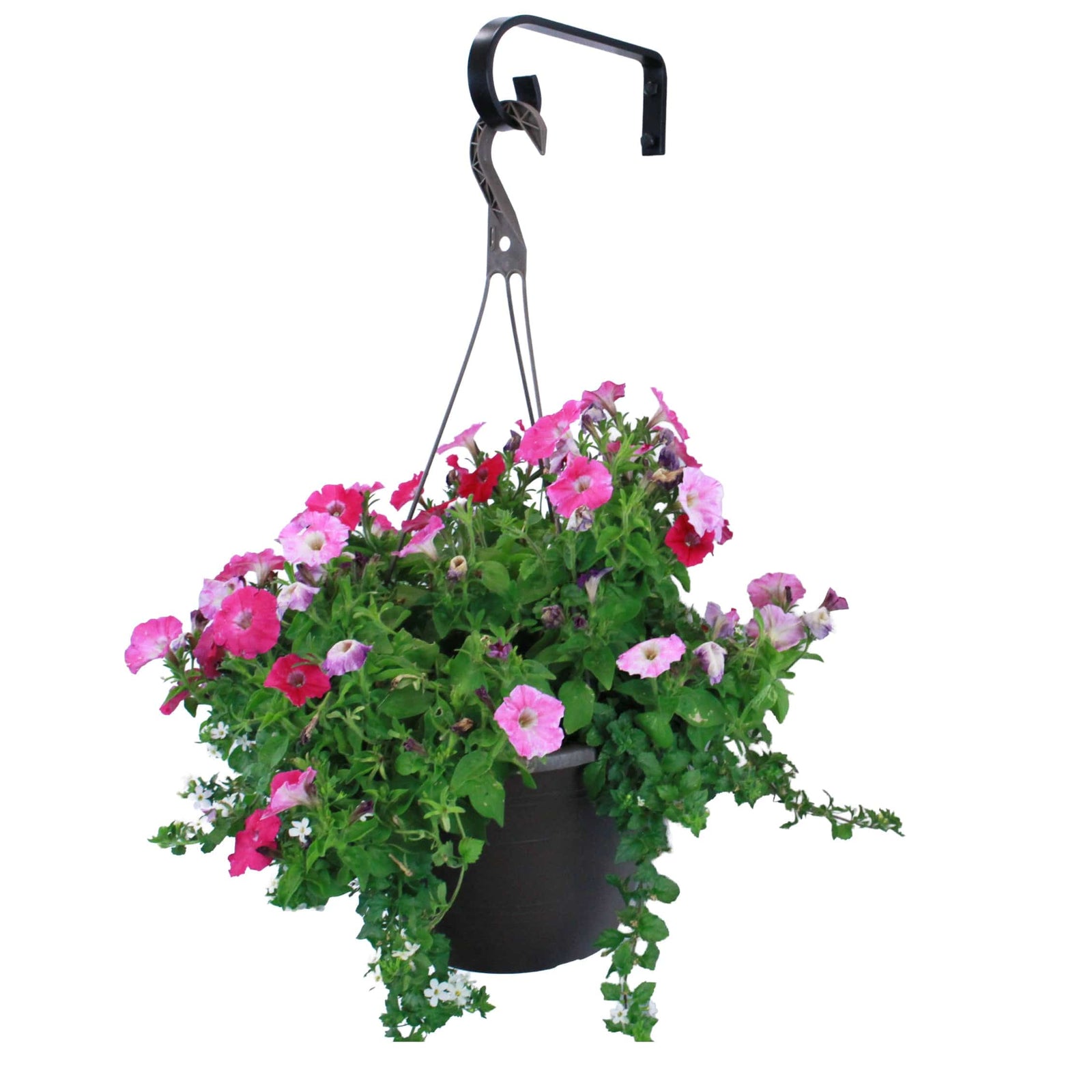 Artisan Decorative Forged Plant Hanger Hook with Simple Scroll (Set of 2) Black