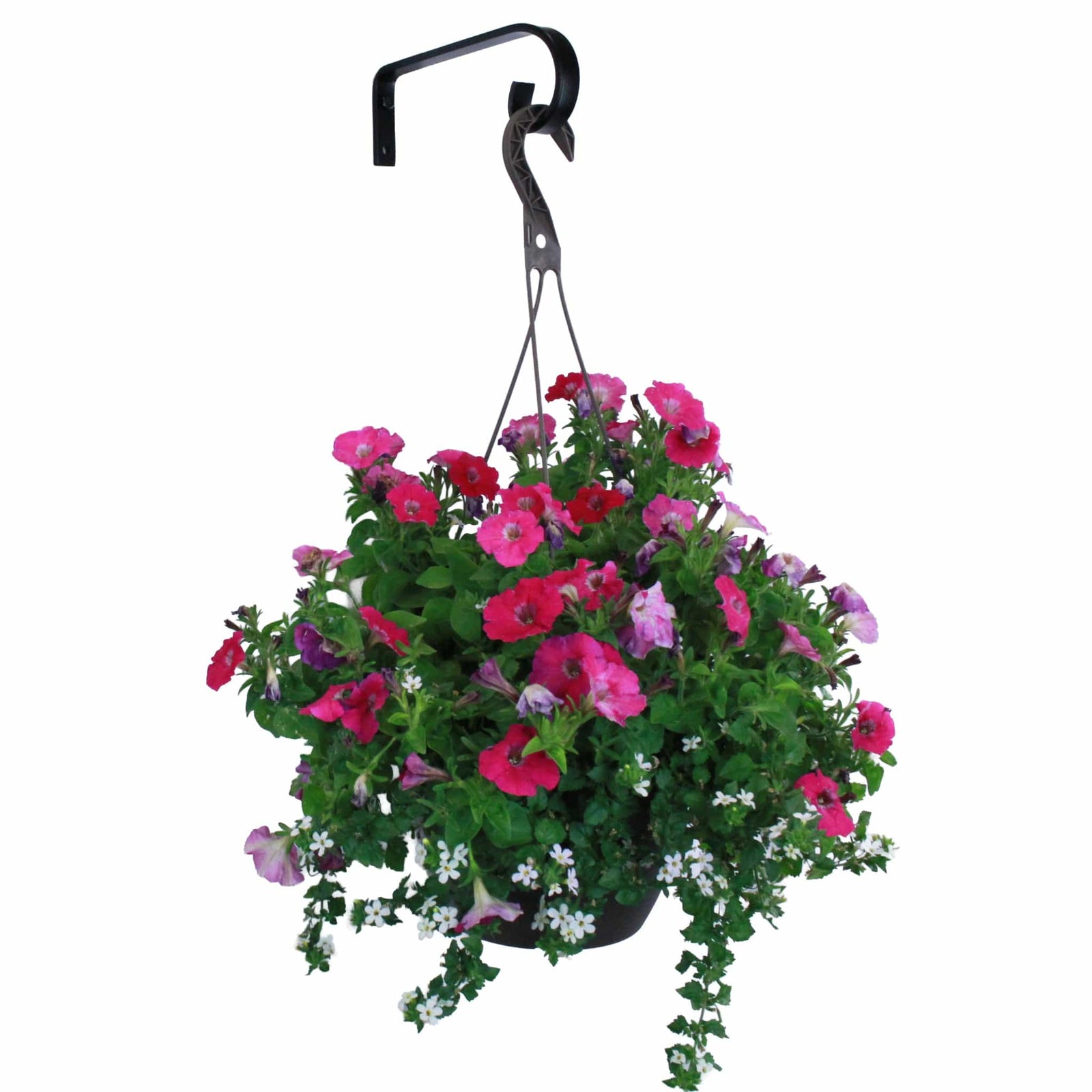 Artisan Decorative Forged Plant Hanger Hook with Simple Scroll (Set of 2) Black